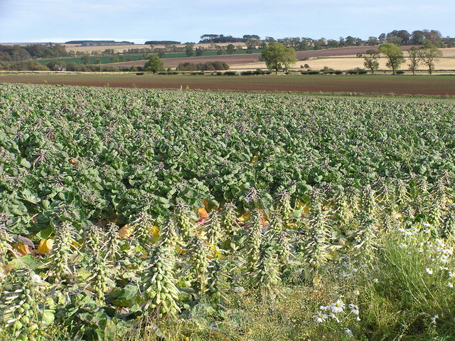 Brussels sprout